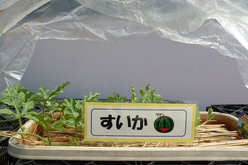 ５月２２（月）お野菜が育っています！