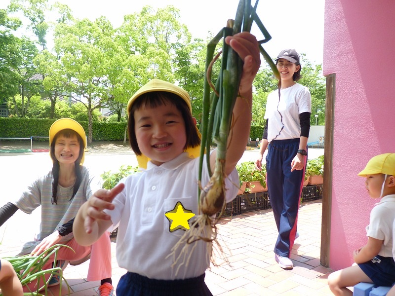 5月11日(月)　幼稚園で玉ねぎ取りをしました。