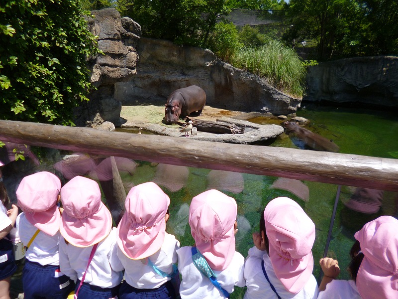 5月22日(火)　園外保育で天王寺動物園に行ってきました。